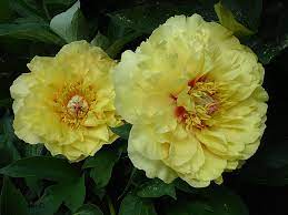 Maybe you would like to learn more about one of these? 00276 Paeonia Garden Treasure Type Intersectional Hybrid Origination Hollingsworth Garden Treasure Don Hollingsworth 5831 N Colrain Ave Kansas City Missouri 64151 July 7 1984 Seedling 205 Itoh Hybrid Tree Peony Type Semi Double