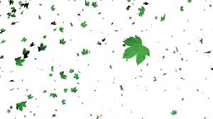 In the same way, a green leaf on a cloudy day may reflect the same wavelength of light as a brown tree branch does on a sunny day. Leaves Falling Animation White Screen Effect Green Screen Footage Smoke Animation Autumn Leaves