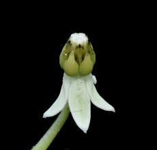 Image result for Xysmalobium holubii