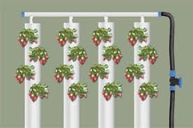 How to grow hydroponic strawberries trees com. Openthink Labs Openthinklabs Profile Pinterest