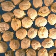 Image result for Cicer