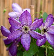 Clematis venosa violacea is offered in a full gallon size with free shipping! Clematis Viticella Venosa Violacea Zierliche Waldrebe Im Pflanzenshop