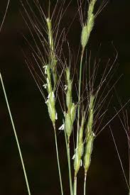 Image result for Alloeochaete geniculata