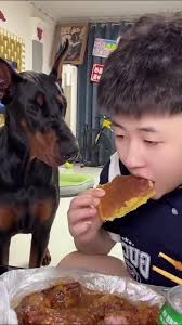 Greedy Dog Moments That Will Make You Laugh