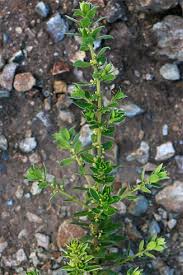 Image result for Clutia hirsuta