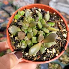 Image result for Anacampseros