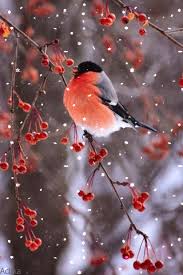 фотографии снега и льда в природе на улицах города Https Encrypted Tbn0 Gstatic Com Images Q Tbn 3aand9gcsaf L9sut9zra95m48r6ercmwxqztyngfada Usqp Cau