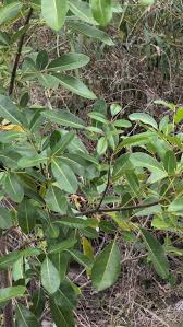 Image result for Xylocarpus