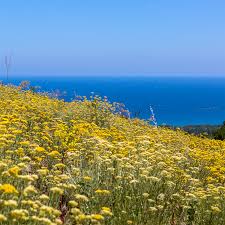 Image result for Helichrysum harveyanum