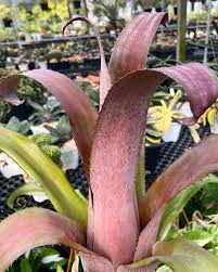 Image result for Blumea adamsii