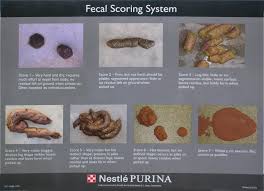 Cat Poop Color Chart World Of Reference