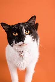 When To Save An Outdoor Cat And When To Let It Be Pasadena Star News