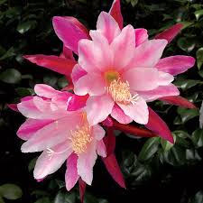 Image result for Epiphyllum
