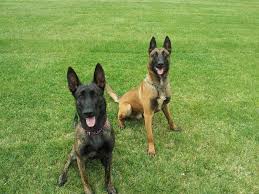 I Have Suspected That The Best Pups Are Normally The K9s Owned By The Highest Quality Owners Of Belg Belgian Malinois Puppies Malinois Puppies Belgian Malinois