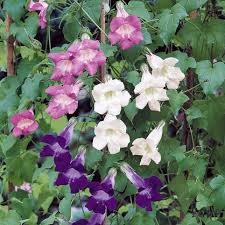 Image result for Asarina