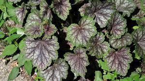 Image result for heuchera americana