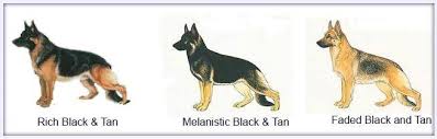 Check spelling or type a new query. Black And Tan German Shepherds German Shepherd Dogs Facebook