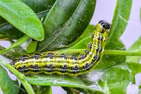 Elles peuvent en effet héberger des chenilles. Quels Sont Les Traitements Possibles Contre La Pyrale Du Buis