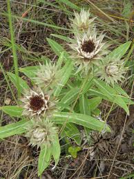 Image result for Macledium zeyheri