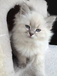 Hypoallergenic Siberian Cats And Siberian Kittens For Sale And Adoption In Grand Rapids Mi Siberian Kittens Siberian Kittens For Sale Siberian Cat