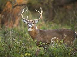 Looking for online definition of bucks or what bucks stands for? Buck Naked Vs Butt Naked Which Is Right Merriam Webster