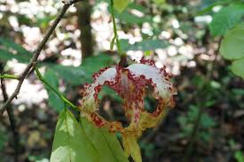 Image result for Monochoria africana