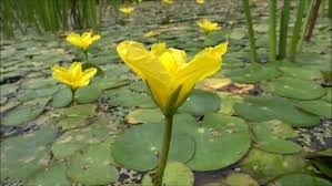 Image result for Nymphoides brevipedicellata