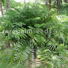 Image result for Alafia zambesiaca