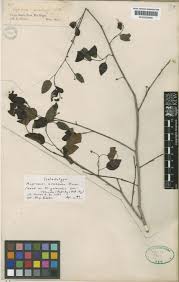 Image result for Maprounea