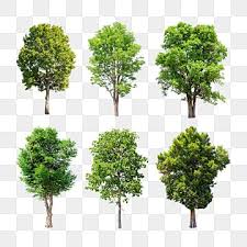 Isolated Trees Set On Transparent Background Nature Tree Garden Png Transparent Clipart Image And Psd File For Free Download Tropical Tree Tree Psd Watercolor Tree