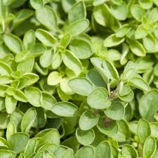 Golden oregano can be used for a ground cover or in container plantings. 20 Low Maintenance Ground Cover Plants To Prevent Weeds From Taking Over Greenstories