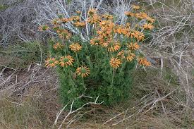 Image result for Leonotis ocymifolia