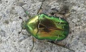 Les Coleopteres 40 Des Especes D Insectes