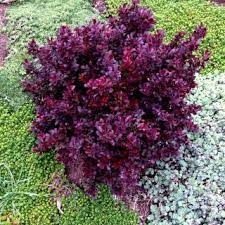 Check spelling or type a new query. Dwarf Barberry Varieties Ideal For Low Hedges Or Even Indoor Plants