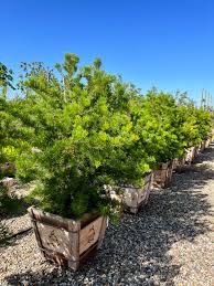 Image result for Hakea