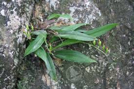 Image result for Microcoelia physophora