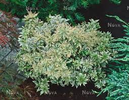 Check spelling or type a new query. Pieris Japonica White Rim Media Database
