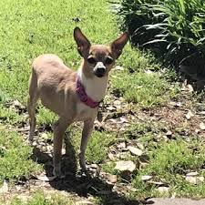 We did not find results for: Chihuahua Rescue Transport