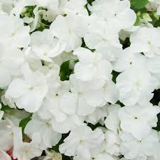 Image result for Impatiens wallerana
