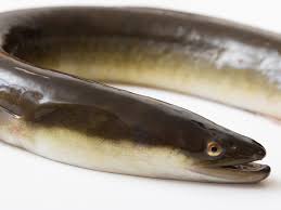 Unagi (ウナギ) is the japanese word for freshwater eel, especially the japanese eel, anguilla japonica (日本鰻, nihon unagi). ãƒ‹ãƒ›ãƒ³ã‚¦ãƒŠã‚®ã®ç‰¹å¾´ è¦‹åˆ†ã'æ–¹ å†™çœŸã‹ã‚‰æŽ¢ã›ã‚‹é­šå›³é''