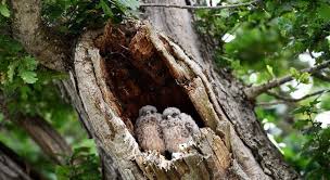 Aunque en todos los países de la región la situación es dramática, hay unos que están peor: Los Arboles Mas Representativos De Mexico Eleconomistaamerica Com