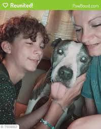 UPDATE*** THIS PET HAS BEEN SURRENDERED "This stray/lost Husky was dropped  off at McKameys