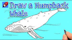 Download humpback whale images and photos. How To Draw A Humpback Whale Real Easy Youtube