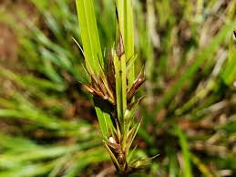 Image result for Scleria