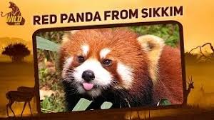 The red panda (ailurus fulgens) is a carnivoran native to the eastern himalayas and southwestern china. Red Panda From Sikkim Red Panda In Its Natural Habitat Wildlife Youtube