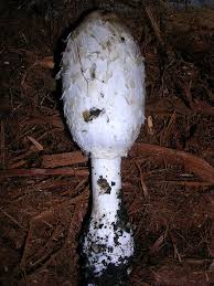 Image result for Coprinus comatus
