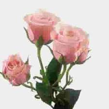 Expressing your appreciation with a fresh bouquet is the perfect way to say you're the best! Pink Filler Flowers Bulk Pack Wholesale Blooms By The Box