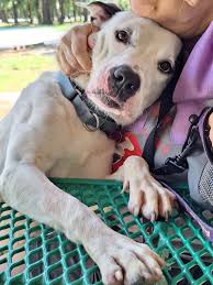 GUESS THE BREED! Chaise...