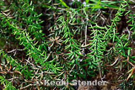 Image result for Pellaea angulosa