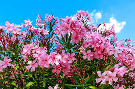If you choose options that are native. 26 Gorgeous Pink Flowering Shrubs For Your Garden Diy Crafts